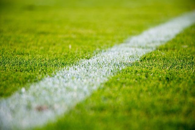 lawn-care-640x480-38108310.jpeg
