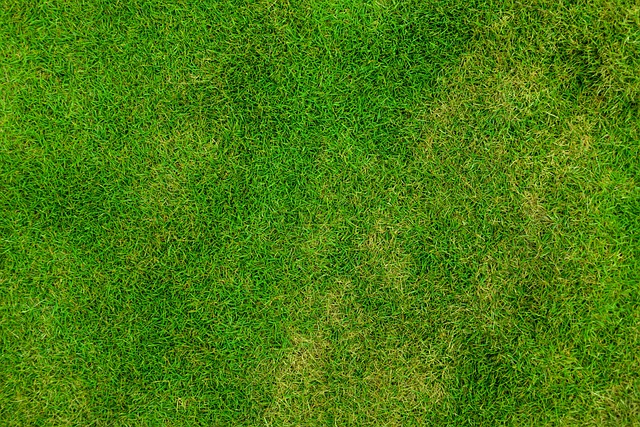 lawn-care-640x480-49314443.jpeg