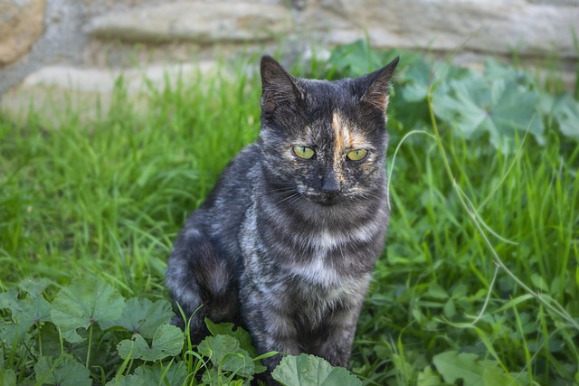 pet-sitting-640x480-27602148.jpeg