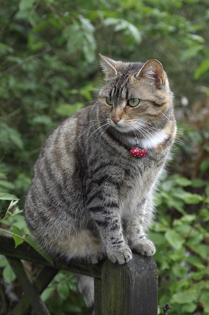 pet-sitting-640x480-30299484.jpeg
