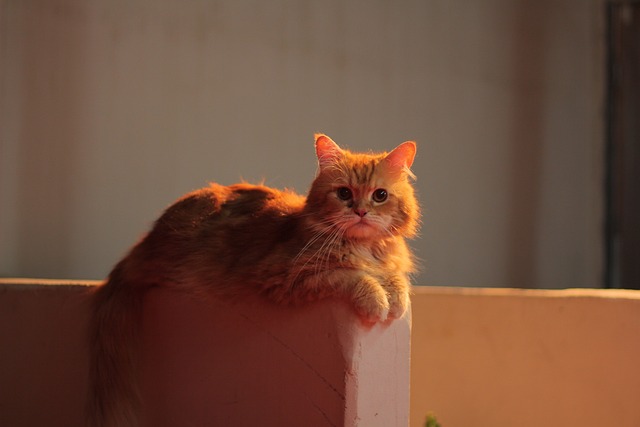pet-sitting-640x480-32686212.jpeg