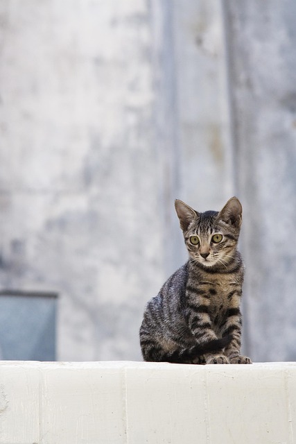 pet-sitting-640x480-33530939.jpeg
