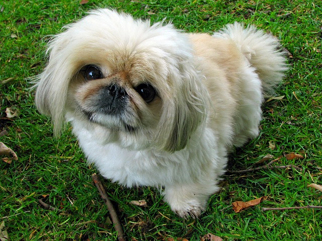 pet-sitting-640x480-47161899.jpeg