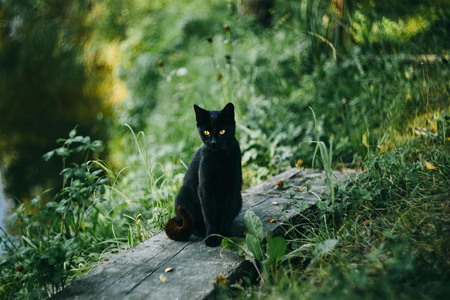 pet-sitting-640x480-67253170.jpeg