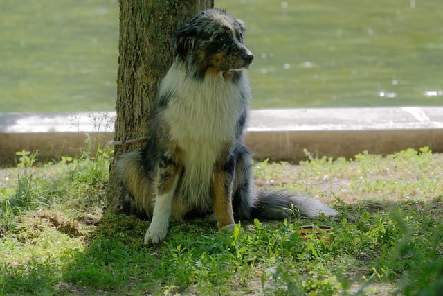 pet-sitting-640x480-84753880.jpeg