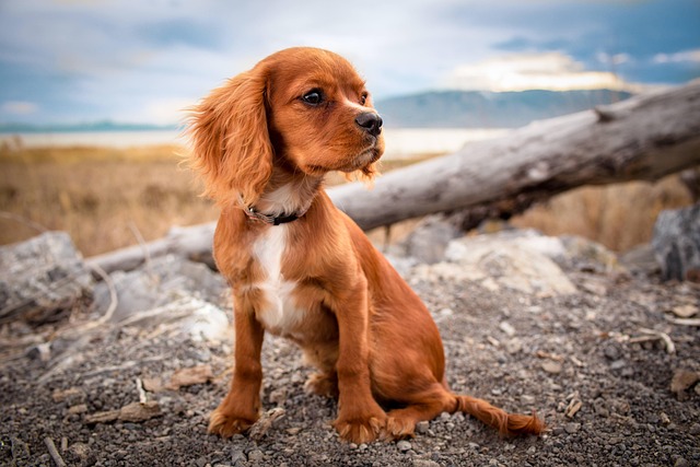 pet-sitting-640x480-96824297.jpeg