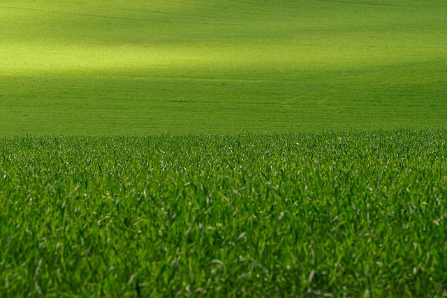lawn-care-640x480-17929077.jpeg