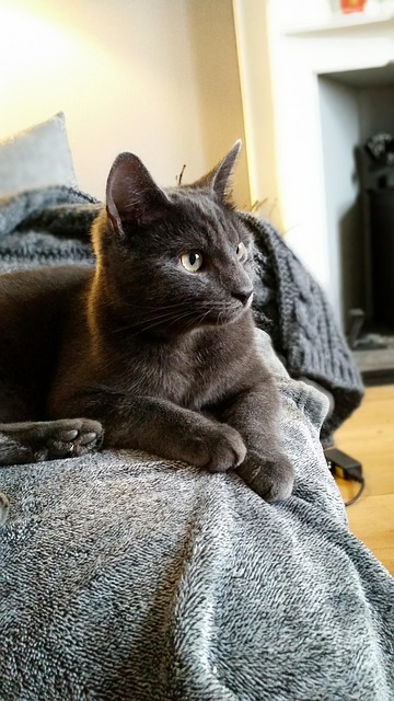 pet-sitting-640x480-59502286.jpeg