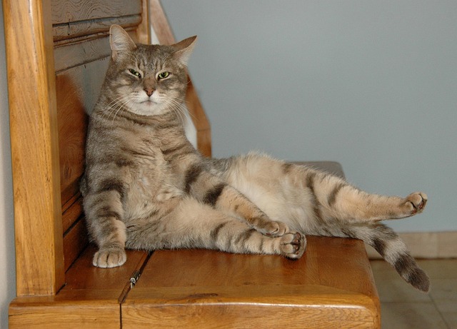 pet-sitting-640x480-7660173.jpeg