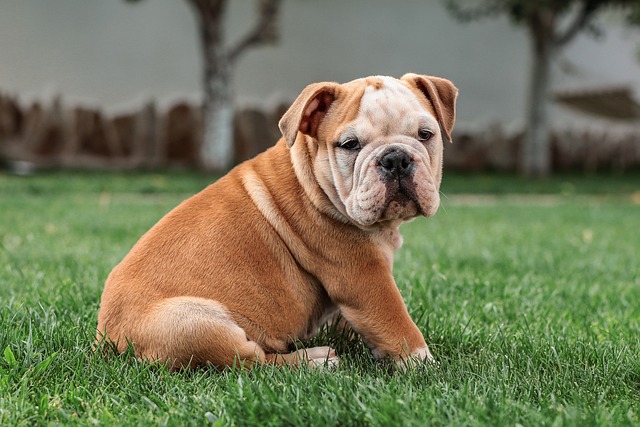pet-sitting-640x480-41886664.jpeg