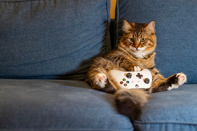 pet-sitting-640x480-52498503.jpeg