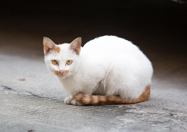 pet-sitting-640x480-55093999.jpeg