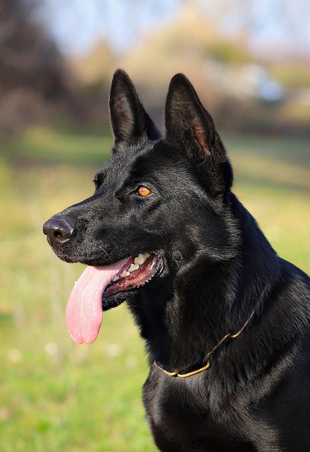 pet-sitting-640x480-70040977.jpeg