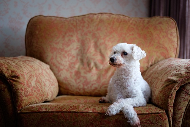 pet-sitting-640x480-7078935.jpeg