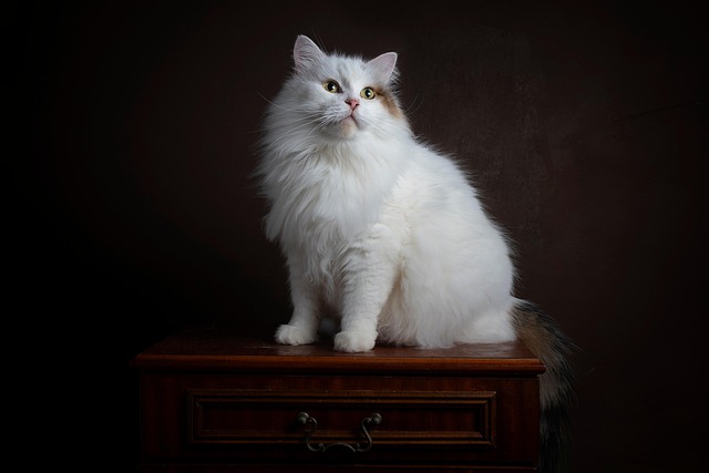pet-sitting-640x480-77891023.jpeg