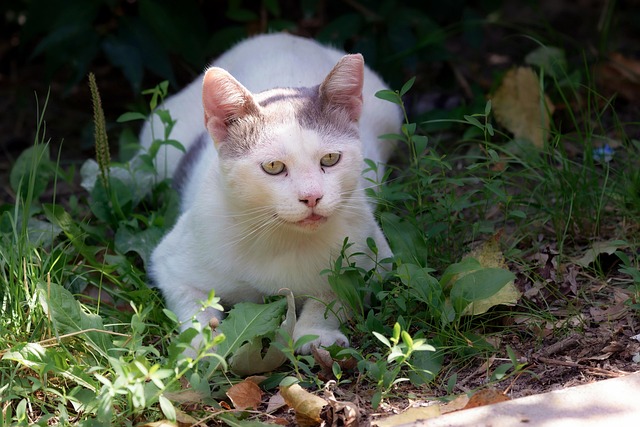 pet-sitting-640x480-93198174.jpeg