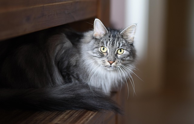 pet-sitting-640x480-40570059.jpeg