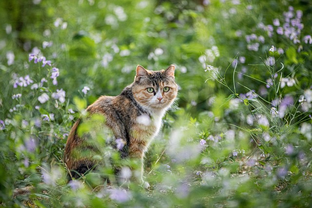 pet-sitting-640x480-6946041.jpeg