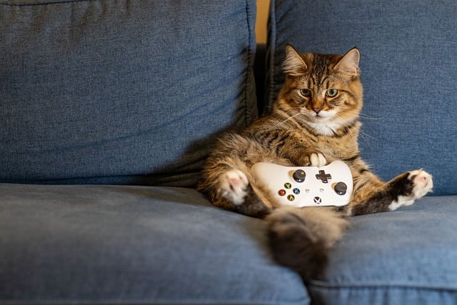 pet-sitting-640x480-74298954.jpeg