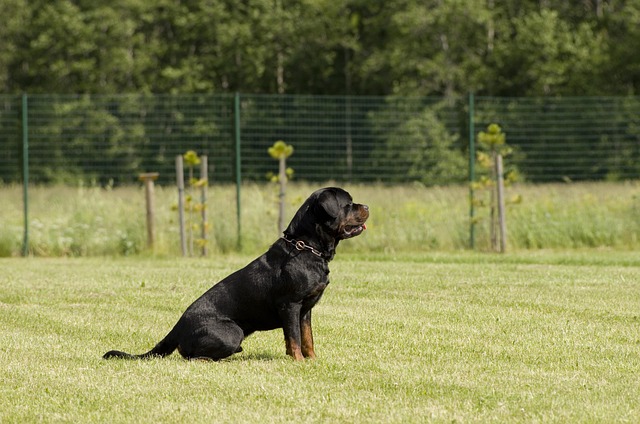 pet-sitting-640x480-79351552.jpeg
