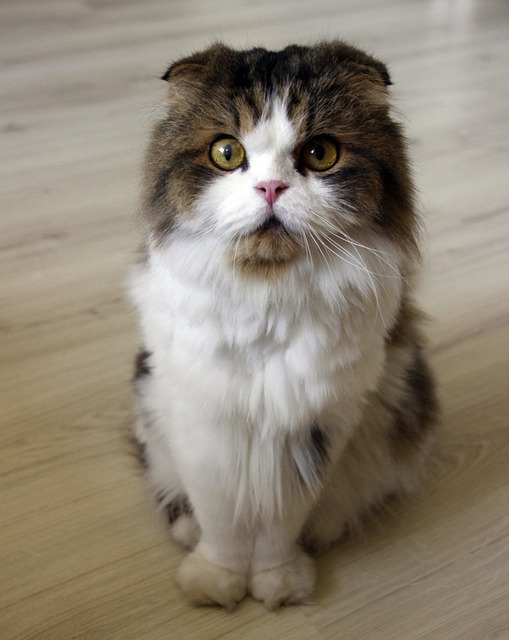 pet-sitting-640x480-93874229.jpeg