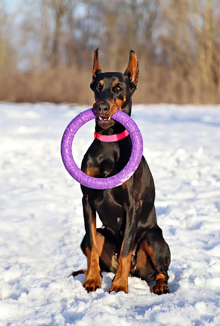 pet-sitting-640x480-93949490.jpeg