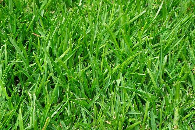lawn-care-640x480-16038643.jpeg
