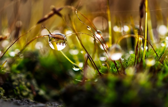 lawn-care-640x480-16465222.jpeg