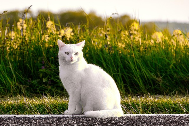 pet-sitting-640x480-28266733.jpeg