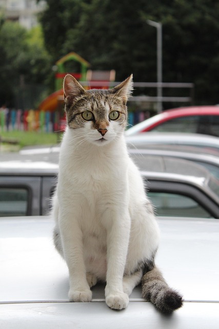 pet-sitting-640x480-6265362.jpeg