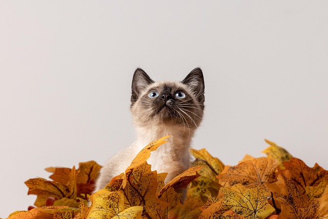 pet-sitting-640x480-68436470.jpeg