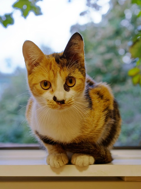pet-sitting-640x480-94052258.jpeg