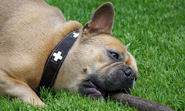 Lawn Care