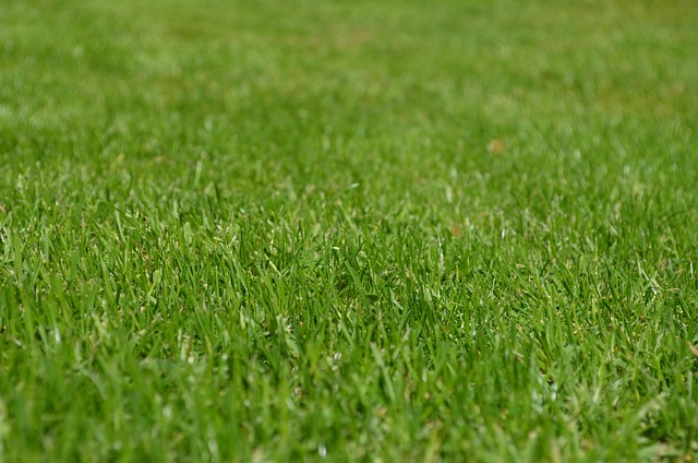 Lawn Care