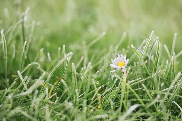 lawn-care-640x480-81132555.jpeg