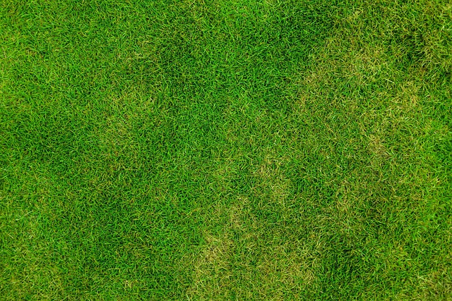 Lawn Care