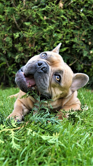Lawn Care