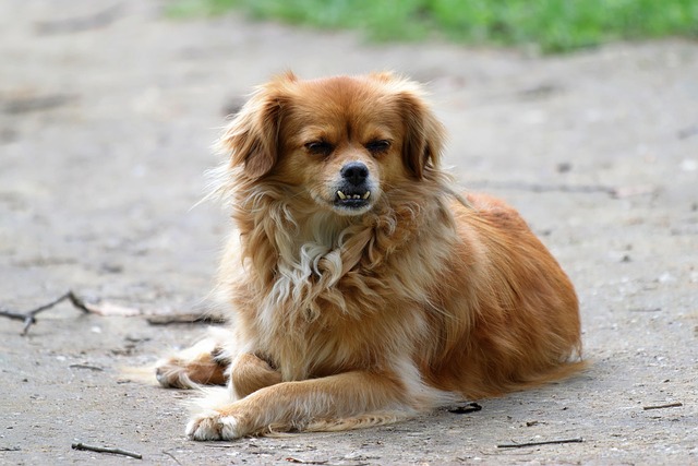 pet-sitting-640x480-43562750.jpeg