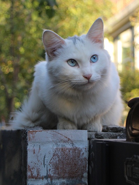 pet-sitting-640x480-93964823.jpeg