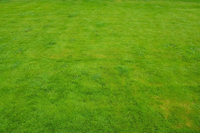 Lawn Care