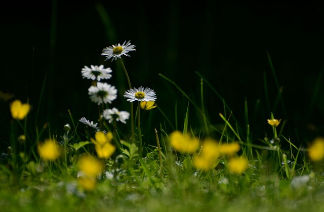 lawn-care-640x480-19715730.jpeg