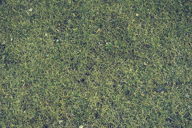 lawn-care-640x480-26376407.jpeg