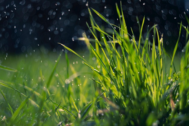Lawn Care