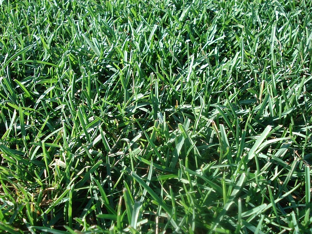 lawn-care-640x480-65695812.jpeg