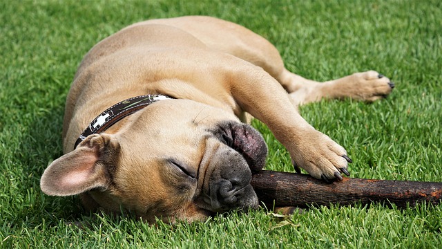 lawn-care-640x480-70071496.jpeg