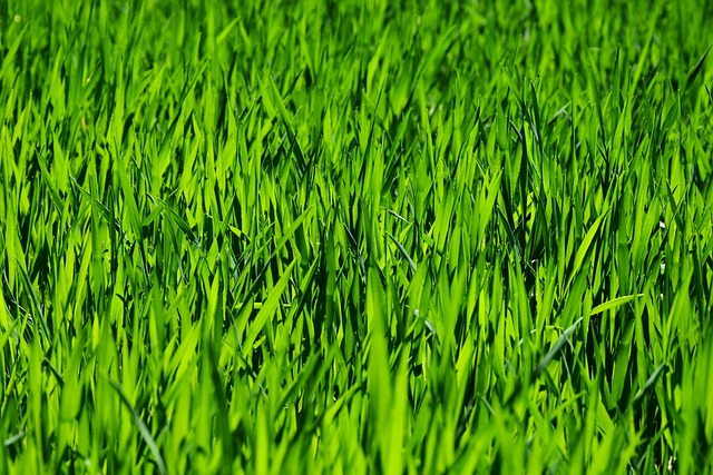 lawn-care-640x480-72778016.jpeg