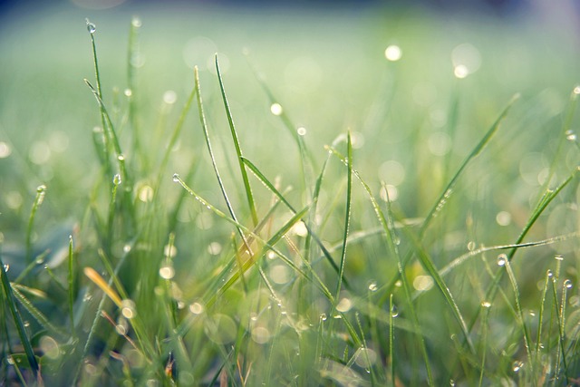 Lawn Care