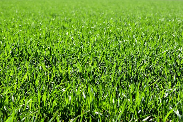 lawn-care-640x480-85828759.jpeg