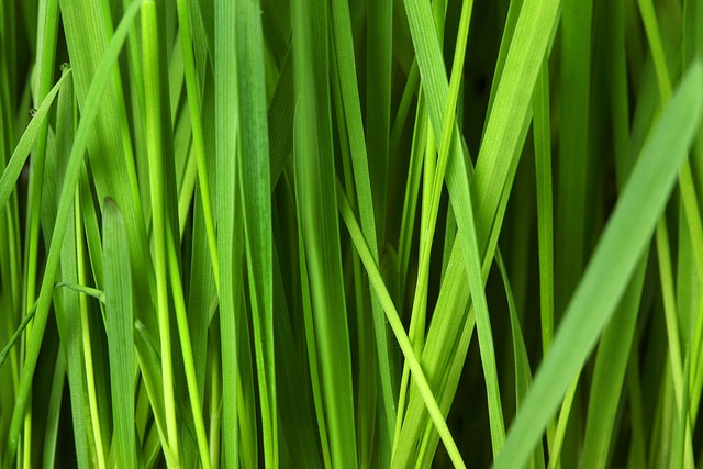 lawn-care-640x480-92580298.jpeg