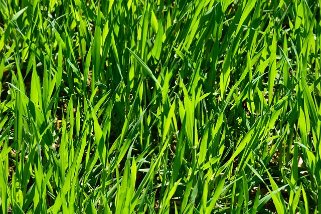 lawn-care-640x480-94167049.jpeg